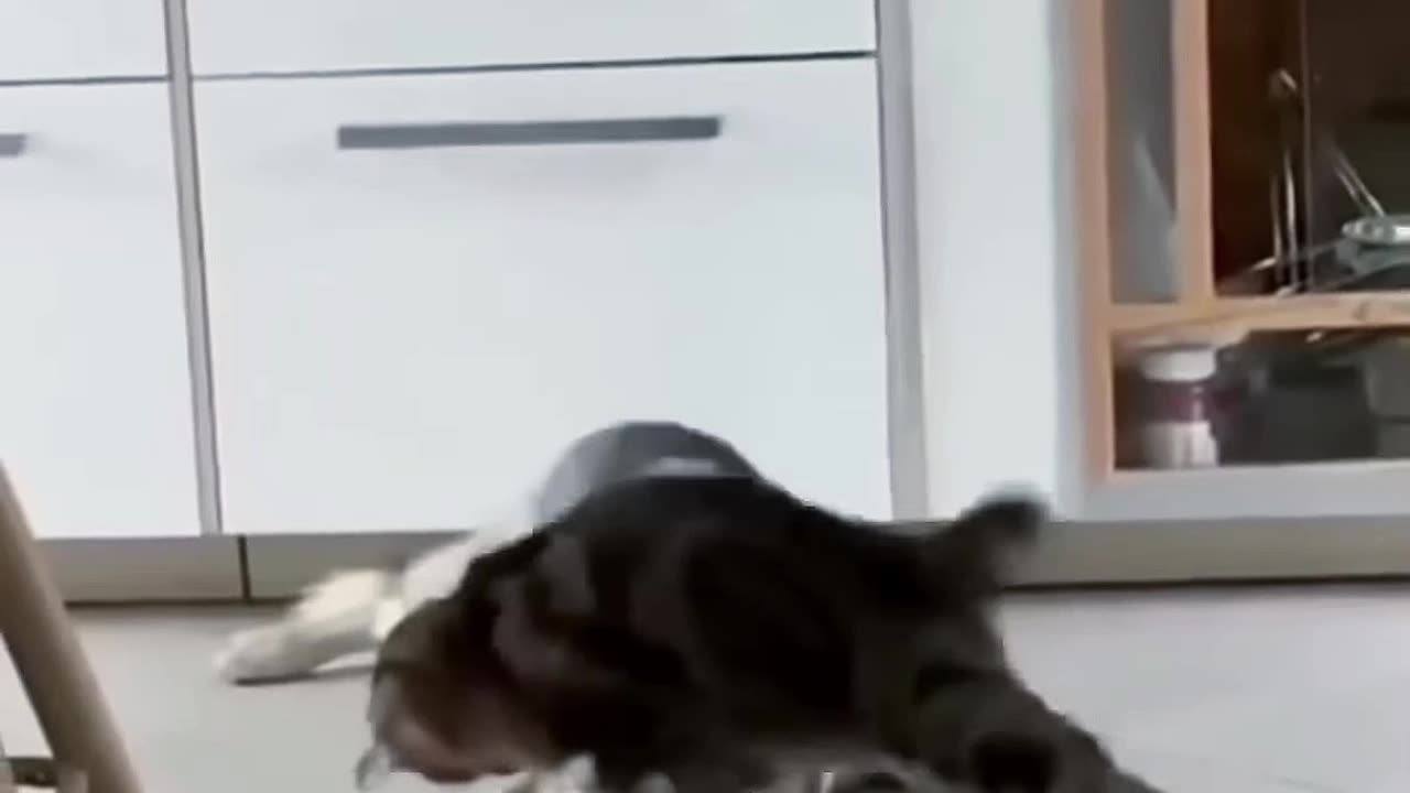 Animals funny videos | Dogs funny videos | Cats funny videos #rumbletrending