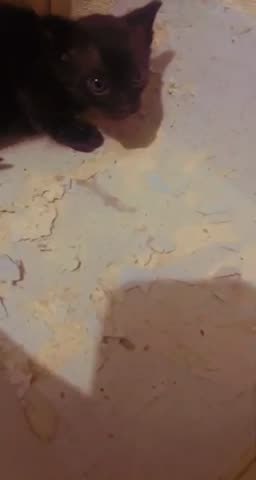 Little baby kitten rescue baby kitten