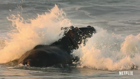 President Obama Narrates Our Great National Parks Official Trailer Netflix #WildForAll