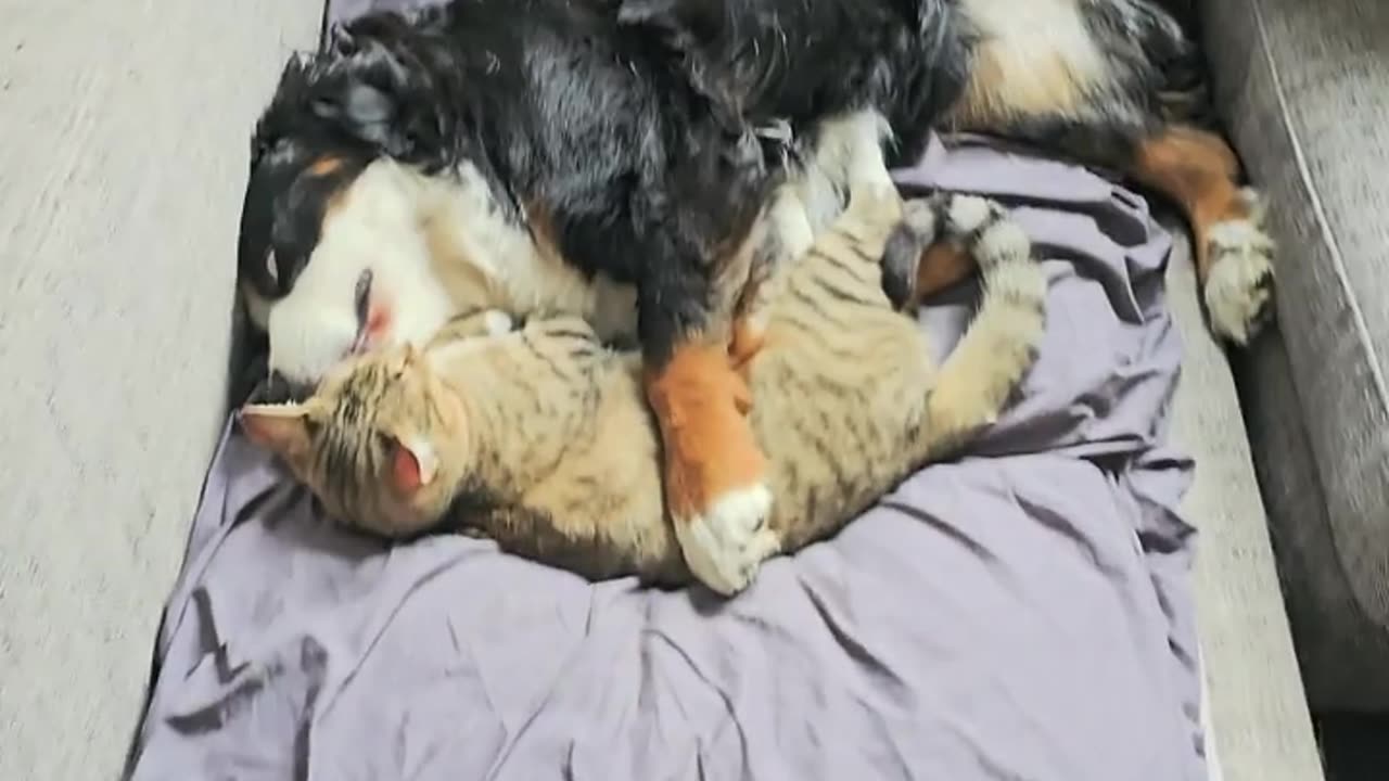 Dog and Cat Nap Together