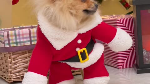 Cute dog enjoy christmas party