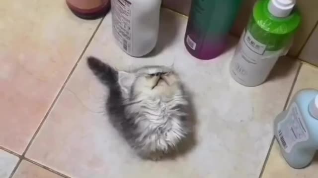 The cute cat thinks he is shampoo bottle 🤣🤣🤣