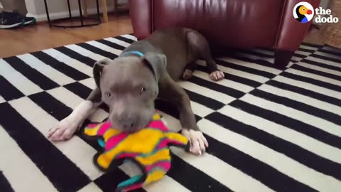 Starving Pittie Transforms Into The Bounciest Puppy | The Dodo Pittie Nation