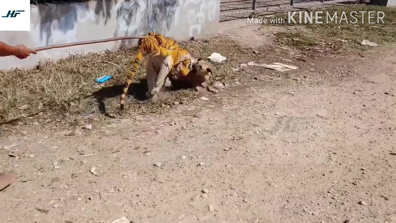 Tiger attacks dog prank video (Part-6)