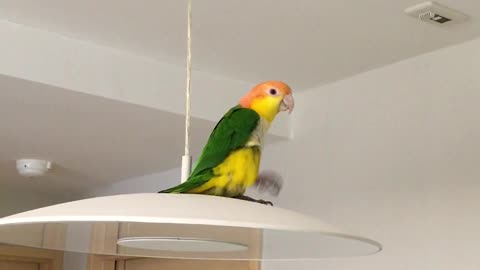 Parrot Has Dance Party on Light Fixture