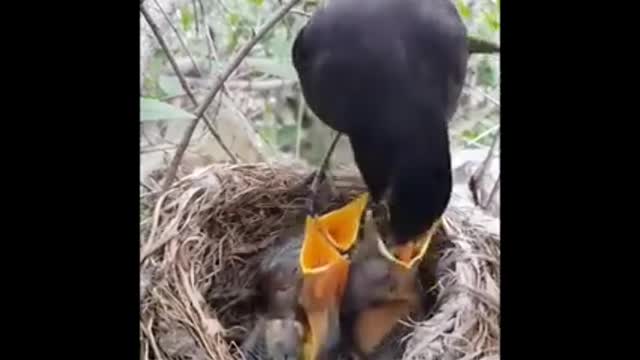 wild birds feeding baby bird in the forest catch on the camera