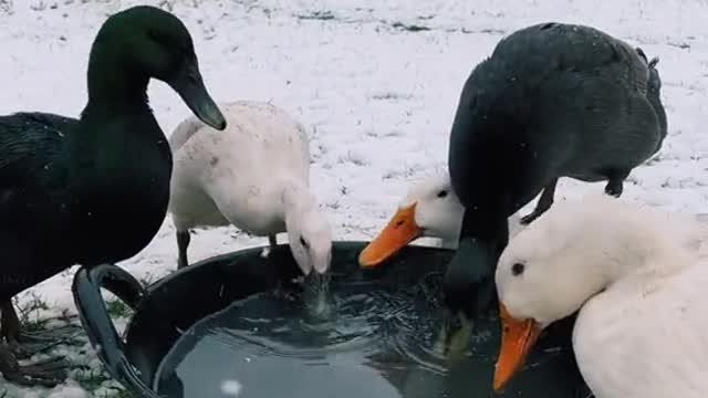 my ducks reacting to snow for the first time