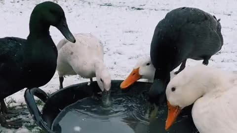 my ducks reacting to snow for the first time