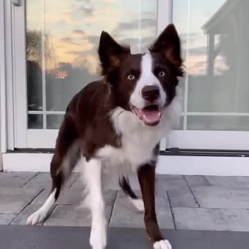 Traning Dog Cute Dog Dog Traning