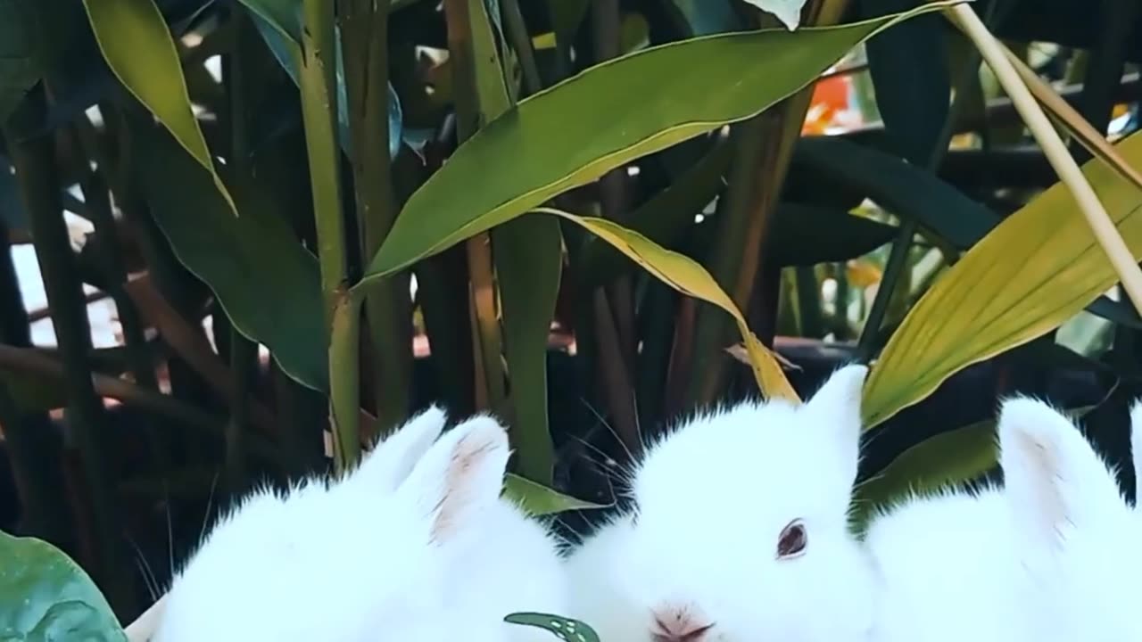 Rabbits in garden looking beautiful ❤️