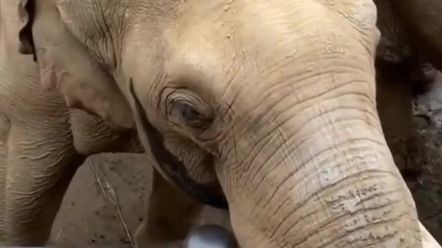 Elephant Returns Kid Shoes At Zoo!