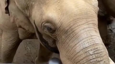 Elephant Returns Kid Shoes At Zoo!