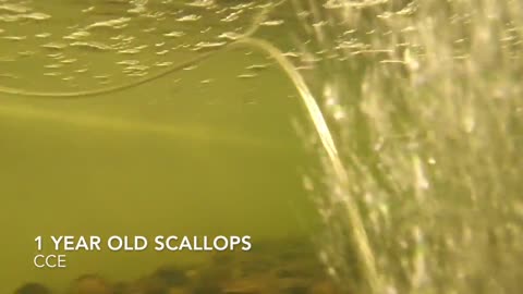 Bay Scallops Swimming