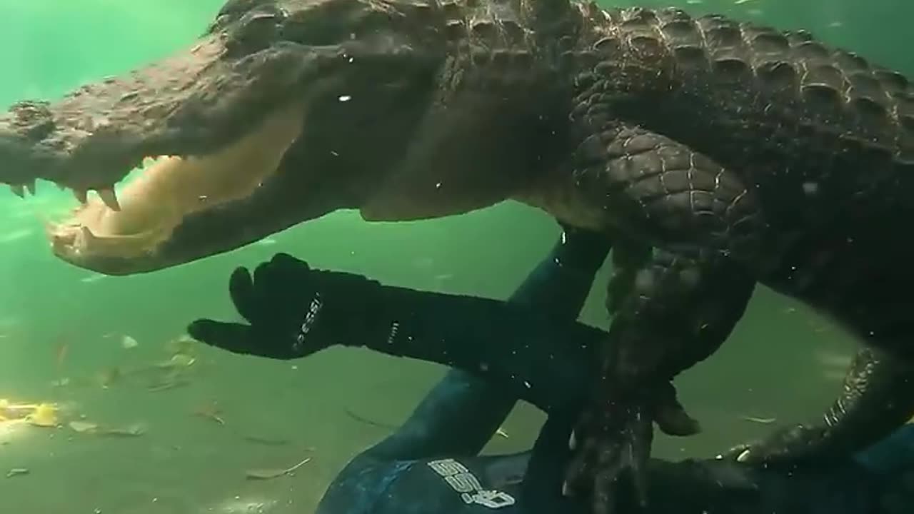a swim with the alligator
