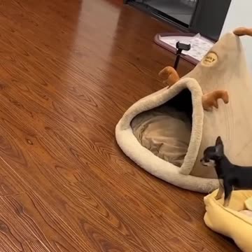 New funny dog videos for every time....