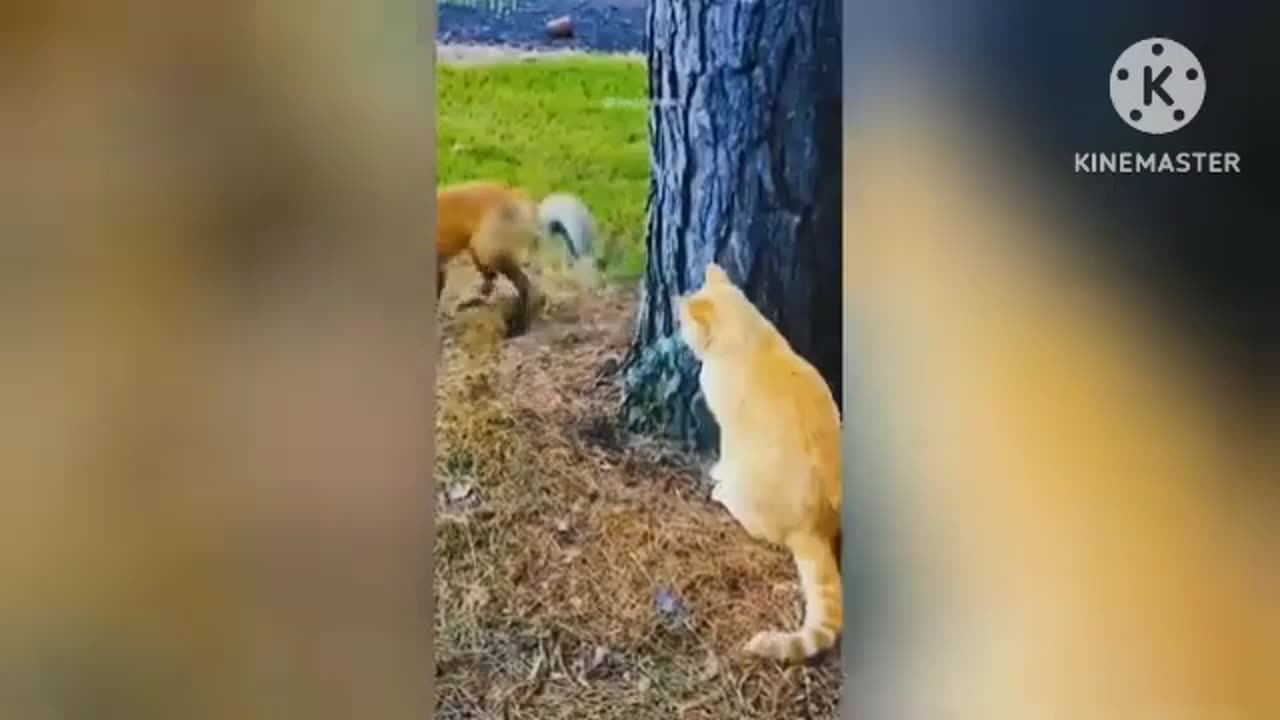 Funny cat and dog videos