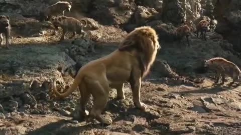 Baby Lion Stuck In wild Dogs Save Father