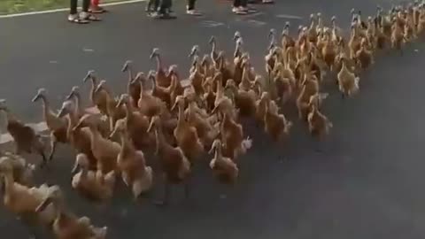 Parade duck