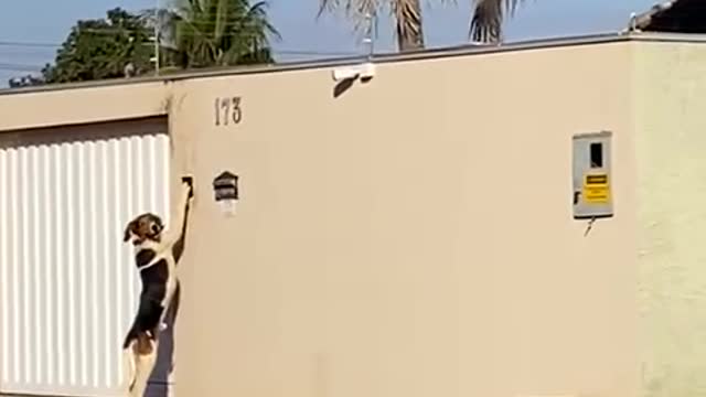 Clever Doggy Rings Doorbell to Get Through Gate