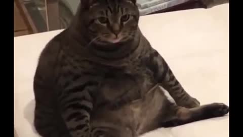 funny animal videos | funny pet