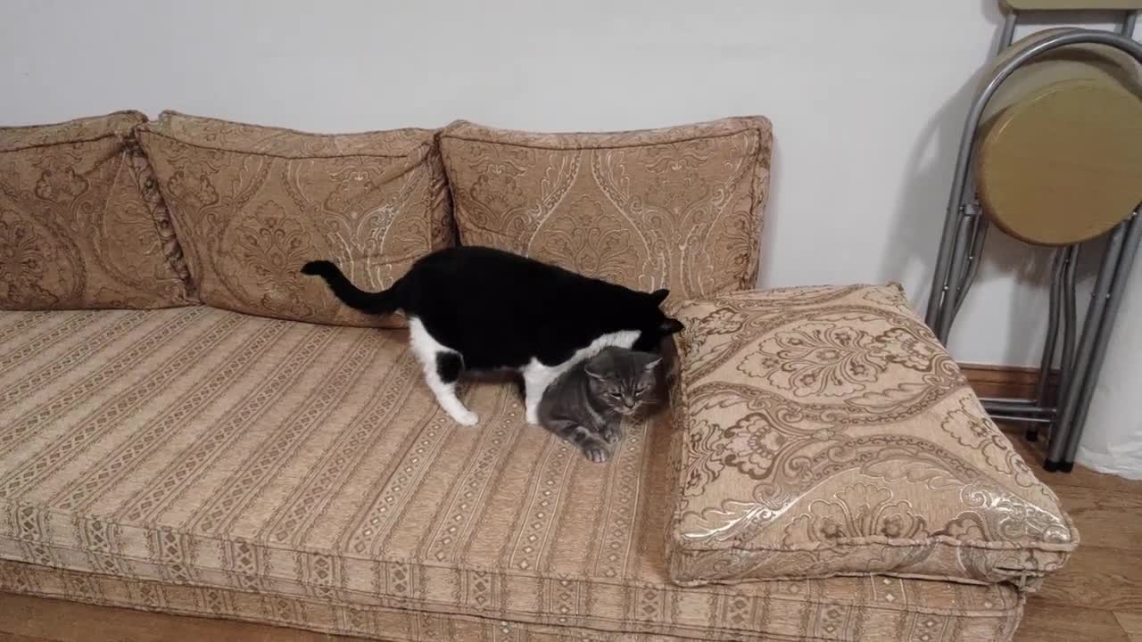 Cat Aggressively Grooms Other Cat