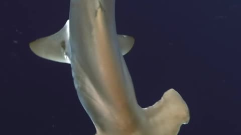 Wildlife