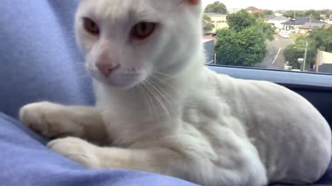 My cat he’s is cute