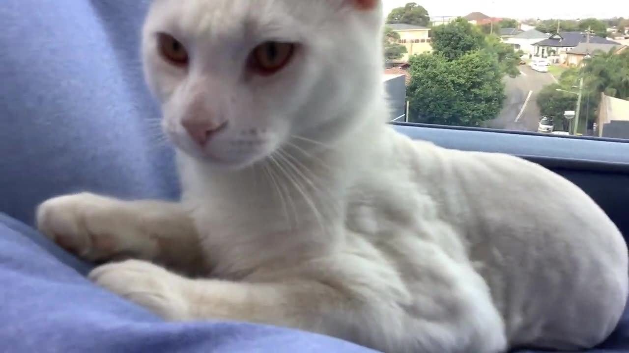 My cat he’s is cute