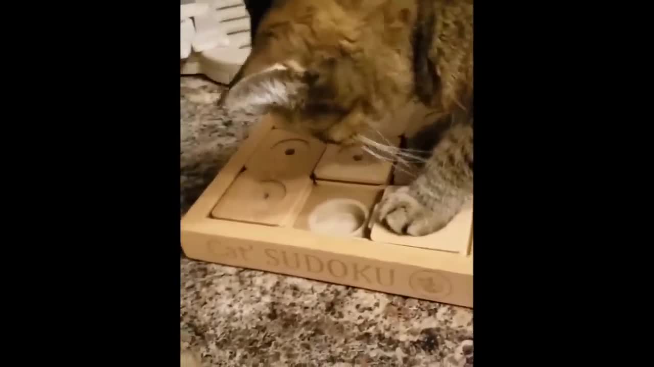 Funny and Cute Cat