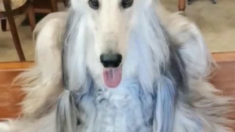 Tie your dog's hair