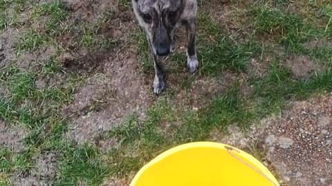 Dog Tricks - Bucket Ball