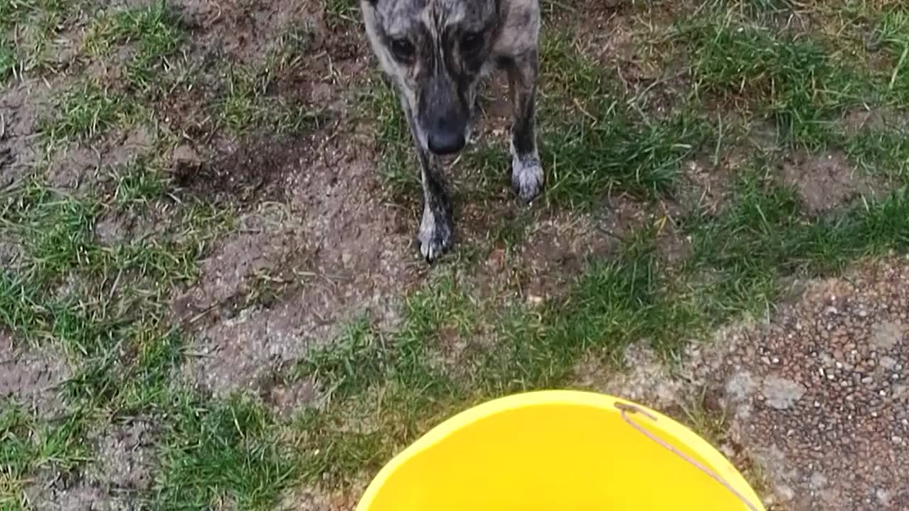 Dog Tricks - Bucket Ball