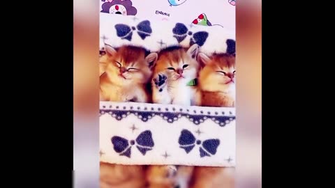 So Cute Cat Funny Video