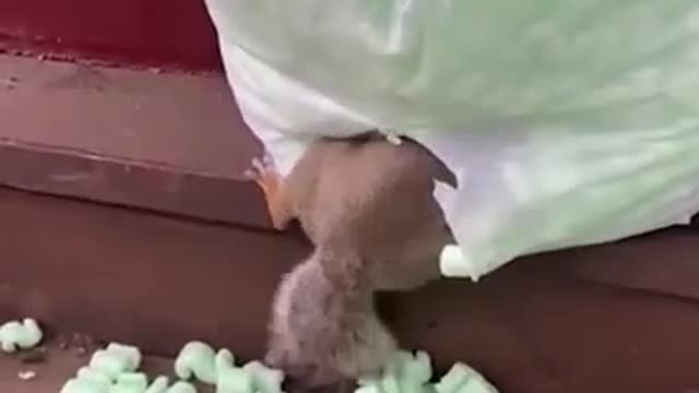 The monkey’s smile after it almost fell, so cute!