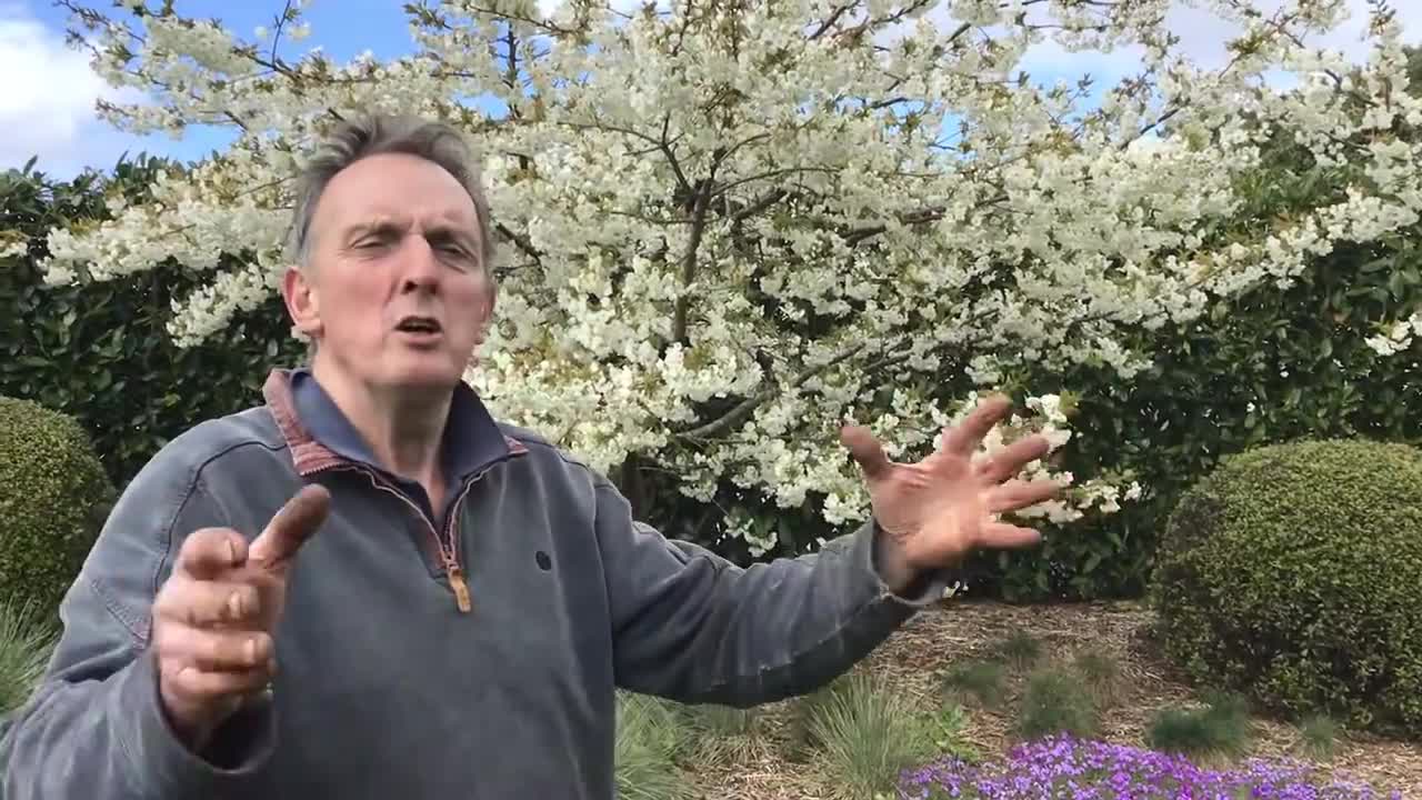 Glorious Mount Fuji Flowering Cherry Prunus Shirotae tree