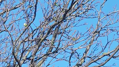 Parrots in queens