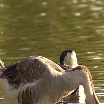 A cute goose bathes in water happily in the lake .