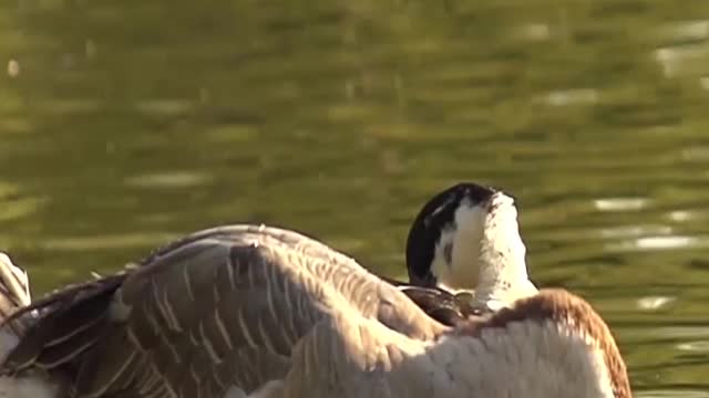 A cute goose bathes in water happily in the lake .