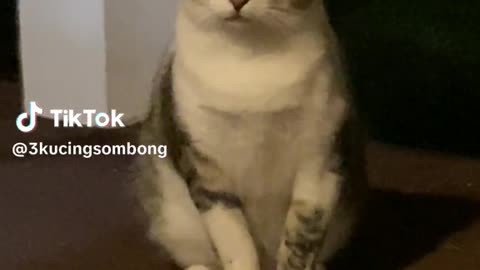 fyp cute cat viral