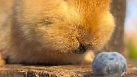 Rabbit enjoying fresh fruit