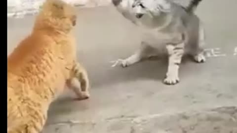 Cat fight