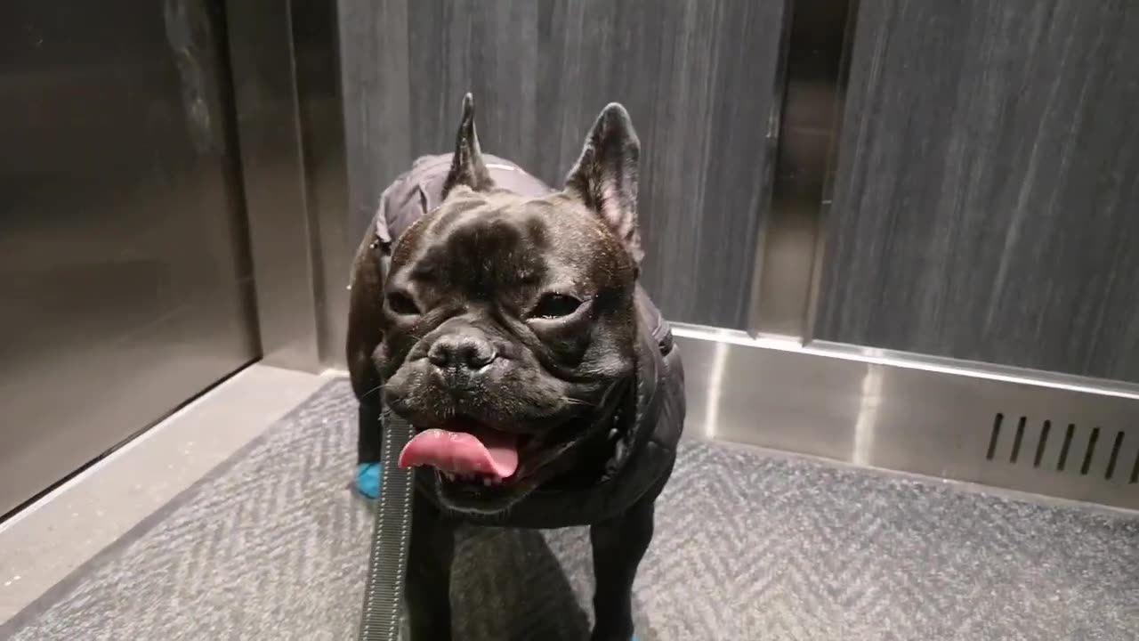 Lola The French Bulldog (compilation)