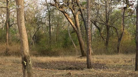 Hiding in the Shadows _ The Real Black Panther _ National Geographic Wild UK