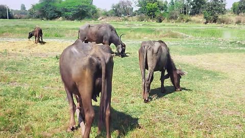 Buffaloes in India | rural area buffaloes in India