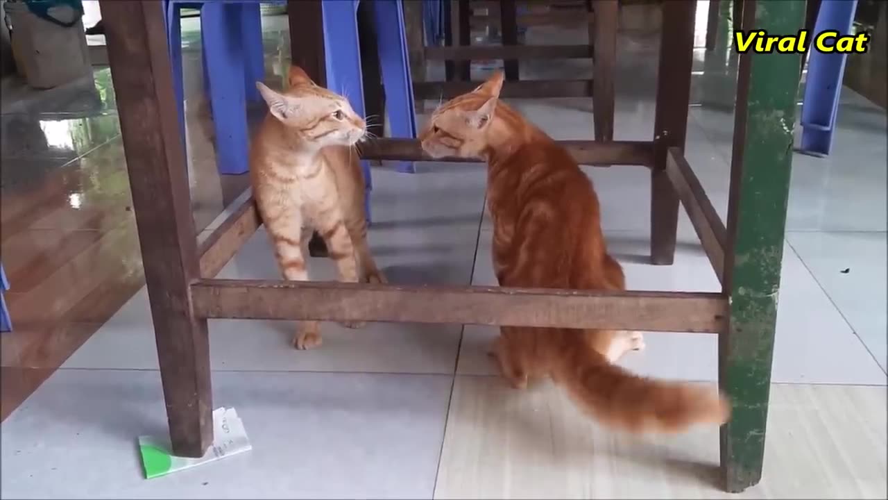 Cats Fighting and Meowing - These Two are Bloody Brothers | Viral Cat