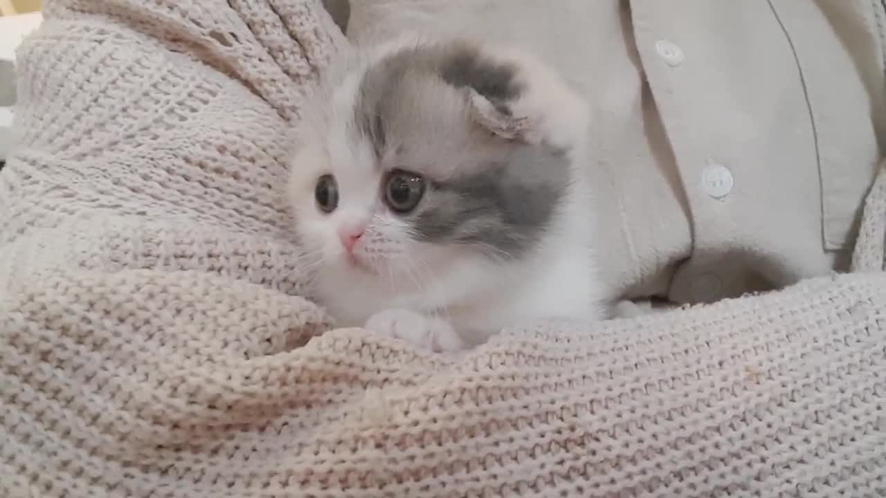 little cute cat