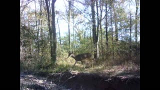 Southeast Texas Backyard Wildlife 133