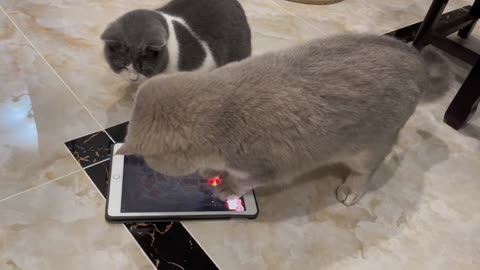 This cat is playing on a tablet