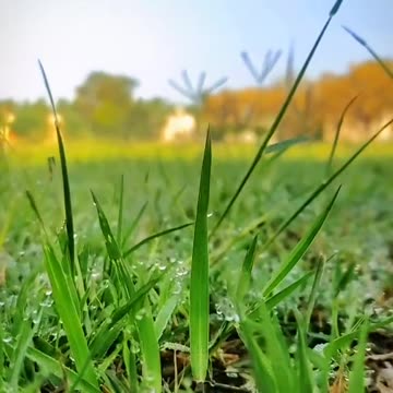 A Relaxing Journey Through Nature: Green Views and Soothing Sounds