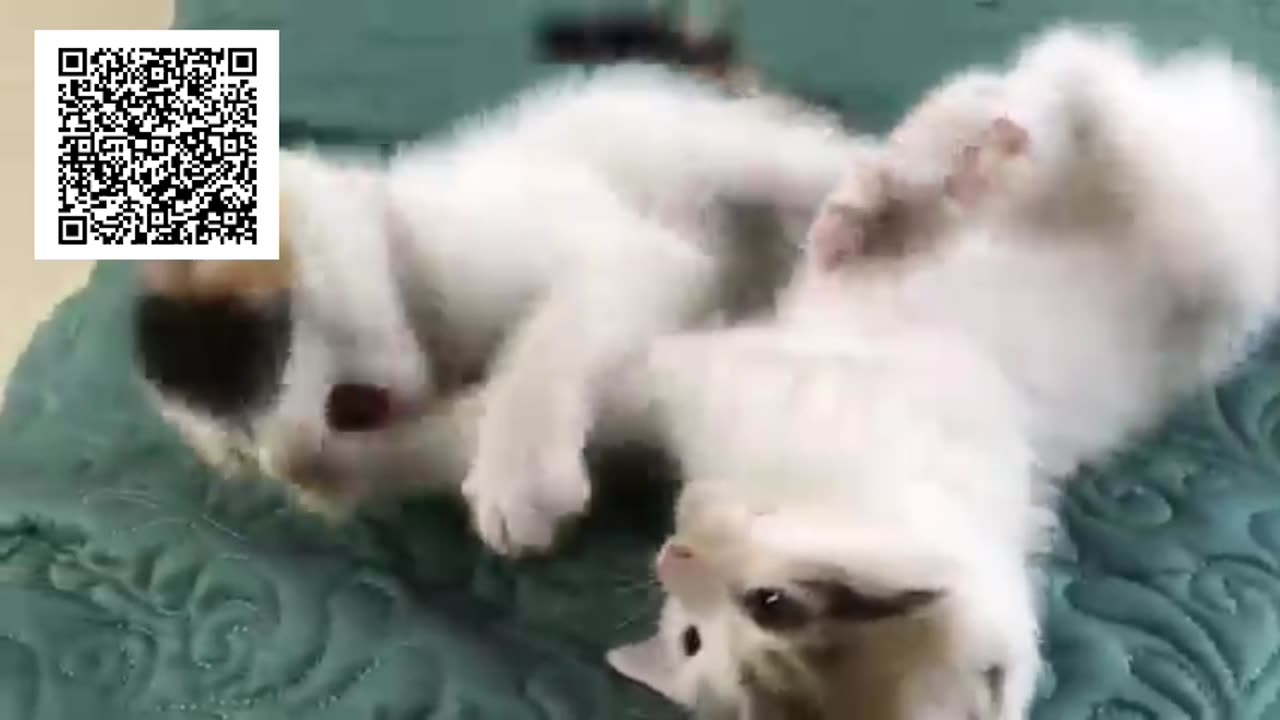 Cute😻Kittens - Funny and Cute Cat Videos Compilation